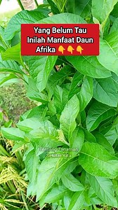 Manfaat daun Afrika ‼️ | Tentang Tanaman Sekitar Kita