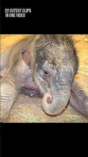 Funny Baby Elephants – Cutest Compilation Ever! 😂 #funnyanimals #babyelephants #elephantshorts