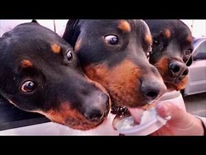 Taking our Rottweilers to Starbucks! Rotty Ranch Vlogs #005