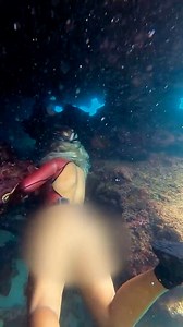 Should Brittany not have gone? #hawaii #diving #underwater #models #ocean #diver | CEO Of The Ocean