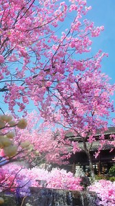 🌸 This spring, step back in time and experience a poetic symphony of ancient charm and blooming beauty at Oriental SaltLake Resort, #Changzhou — where history and nature come alive together. #ChinaTravel #SpringBlossoms | Charming Changzhou