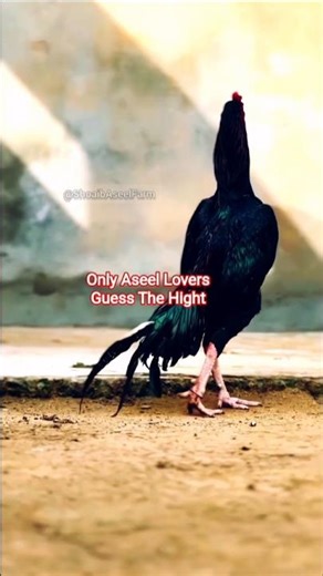Aseel Murgha #roosterfarm #aseelmurgh #rooster #cheenaaseel #ShoaibAseelFarm