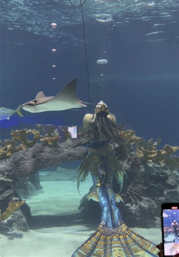 Experience the Joy of Swimming with Real Mermaids