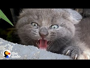 Woman Finds Spicy Kitten Under Trash Can | The Dodo Faith = Restored