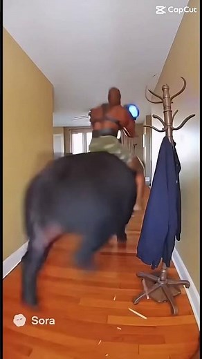 Hog rider IRL