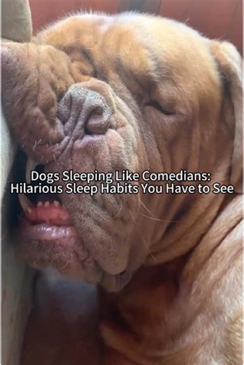 Dogs Sleeping Like Comedians: Hilarious Sleep Habits You Have to See! #dog #crazydog #funny #puppy #sleeptalking #usa🇺🇸
