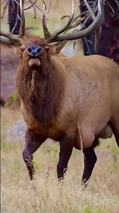 Bull Elk Showing Off Antlers While Grazing 🦌👑