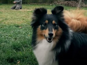 Le Berger des Shetland : caractéristiques, comportement, éducation... (vidéo)