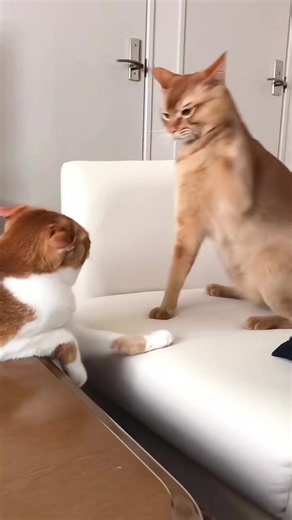 5 quả thôi mà #PhienVN #foryou #xuhuong #fyp #jyp
