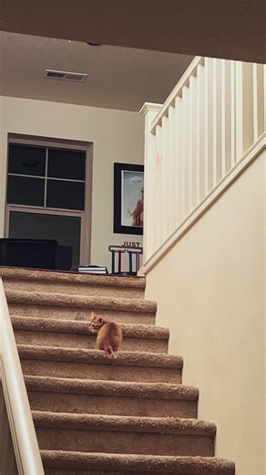 Crazy Orange Kitten #viral #fyp #cute #catsoftiktok