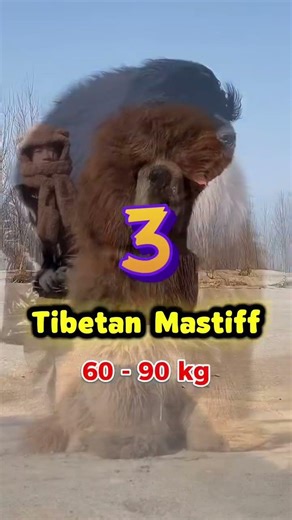 “Top 7 Biggest Dog Breeds In The World 🐕 #1 Is a Walking Wall”