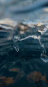 So many ocean friends #Hawaii #underwater #adventure #ocean | CEO Of The Ocean