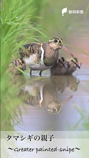 仲むつまじいタマシギの親子