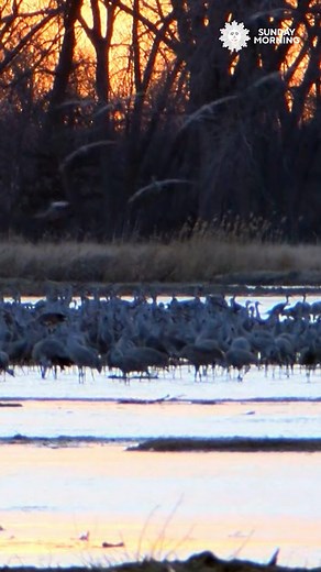 250K views · 7.3K reactions | Every spring, thousands of Sandhill cranes migrate through Nebraska. Take a moment to take in the sights and sounds of the great spring migration of Sandhill cranes in Grand Island, Nebraska. Videographer: Kevin Kjergaard. | CBS Sunday Morning | Facebook