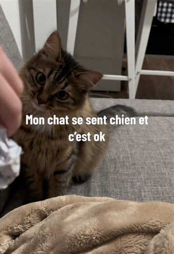 Mon chat qui se prend pour un chien