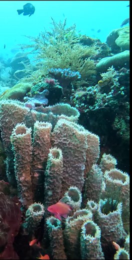 53K views · 565 reactions | The closer you look, the more you see  We take a deep look at the weird and wonderful macro world in 'The Last Paradise' Series now playing. | Back 2 Basics Adventures | Facebook