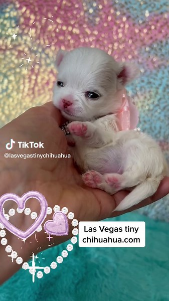 Adorable Las Vegas Tiny Chihuahua Puppies