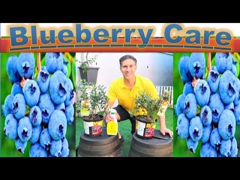 All About BLUEBERRY CARE & PLANTING - in detail | Better in POTS than In-Ground???!!!