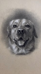 1.1M views · 29K reactions | 1 hour Labrador Retriever sketch  #dogs #charcoaldrawing #sketch #drawing #viral #fyp | Ryan Mirzaun | Facebook