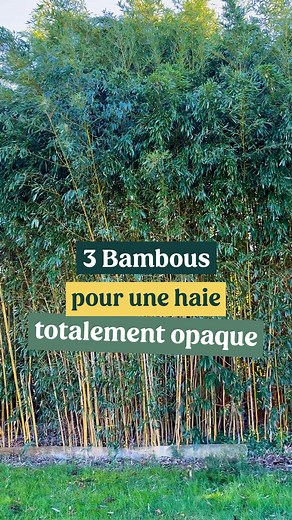 52K views · 195 reactions |  BLACK FRIDAY -25% sur tout le site...