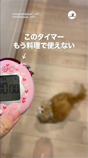 They realize it's time for dinner when they hear the timer | PECO