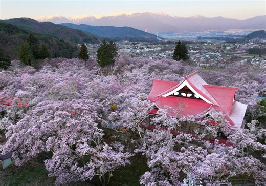 「天下第一の桜」が満開に　伊那市の高遠城址公園の上空から撮影　【動画付き】｜信濃毎日新聞デジタル　信州・長野県のニュースサイト