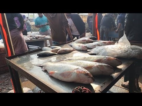 Morning Fish Market Scene | Fresh Fish Everywhere!