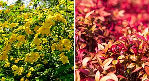 Jardin facile : 9 arbustes que l'on ne taille pas