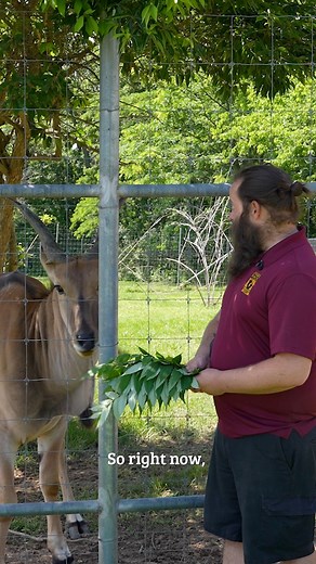 2.2K views · 194 reactions | I didn’t realize how big Eland actually were up close! Murray is young and still so huge! Thanks Nashville Zoo for the opportunity . I’m forever grateful. | Jungle Jordan | Facebook