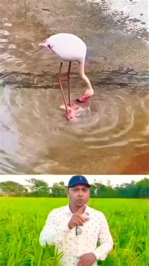 Amazing technique of catching fish by the hawk. #hawk #fish #hawk_bird #creator #fishing #bangala...