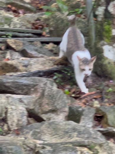 Rainforest Tree House on Reels
