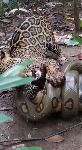 Anaconda vs Jaguar: La batalla épica en la selva amazónica