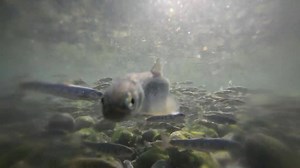 Love Alaska? Love salmon? Enter our Love Alaska Salmon contest and win a $100 Amazon gift card. Winner picked this Friday! All you have to do is click below to submit your info to win. | The Salmon Project