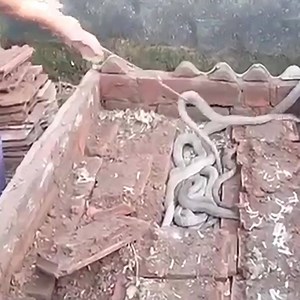 69K views · 371 reactions | Albino Cobra hide under brick! Animal Life | Animal Life | Facebook