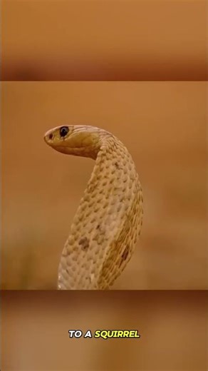 Mongoose vs Cobra: The Squirrel City Battle