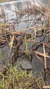 9.7K views · 1K reactions | This Eastern Painted turtle was recently...