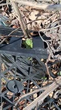 Stinging Nettles are coming alive! #nettles #revitalize