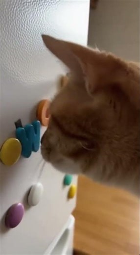 Genius Cat Makes Fridge Magnet Mosaic