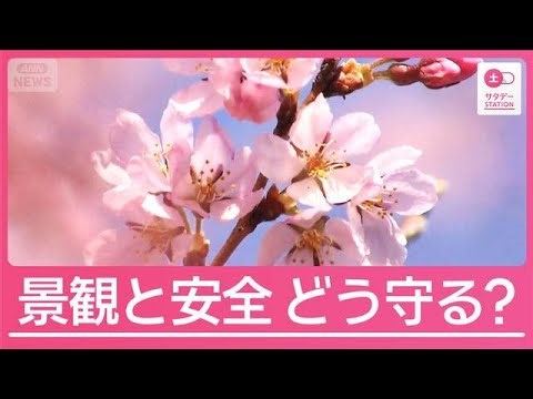 A 10-meter-tall giant tree suddenly falls: "Aging trees" strike popular cherry blossom viewing sp...