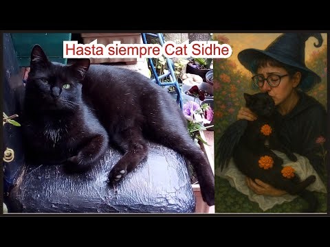 Despidiendo a mi gato familiar Cat Sidhe