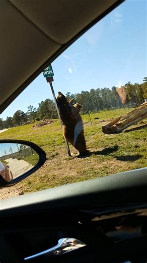 Bear getting a good scratch! 🐻🐻 #Bears #Animals | Animalistic