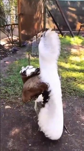 "Australian bustard" look at it 👉👉#viralshorts #ytshorts