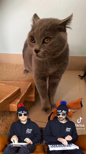 Cat Singing Compilation - The Cat Song