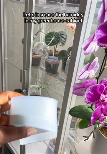 Enhancing Humidity in My Greenhouse Cabinet