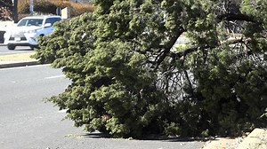 Austin-area tree trimmers dealing with downed trees, limbs