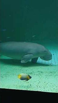 ジュゴン①★日本で見ることができるのはトバスイだけ！鳥羽水族館2026/5/9