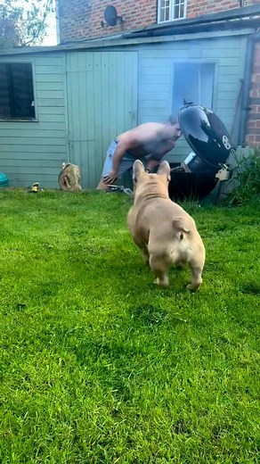 When dads chopping wood I get zoomies 💨🪵🤣 | TJ The Frenchie