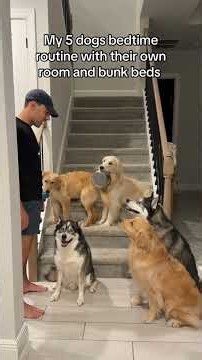 What type of bed should we get Goose I think it’s time… 😭 #dogs #husky #goldenretriever