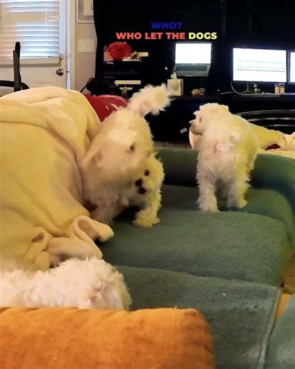 “Pups Gone Wild: Couch Zoomies Edition 🐾💨” #shorts , #maltese