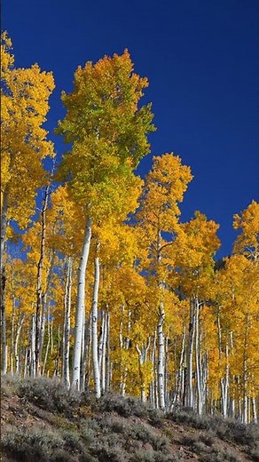 The World’s LARGEST Living Organism Isn’t a Whale—It’s a Forest